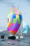 oystercatcher 3245c whyw19 thur gjmc 5637